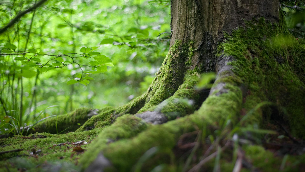 tree-in-forest